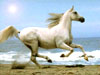 Лошадь (паззлы 25)