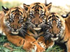Тигрята (паззлы 25)